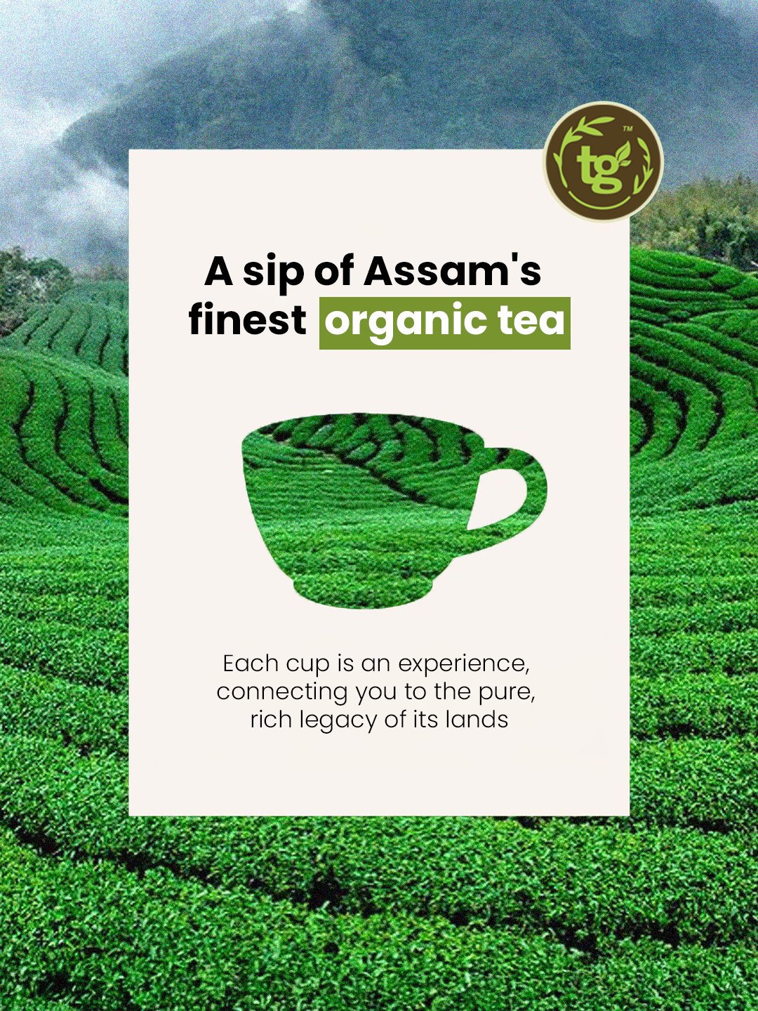 Organic Assam Tea